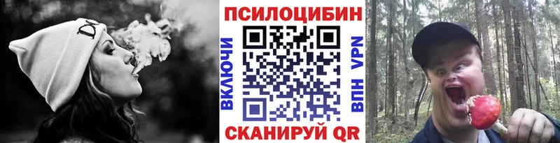 Купить закладки  Нестеров  Псилоцибиновые грибы мицелий 